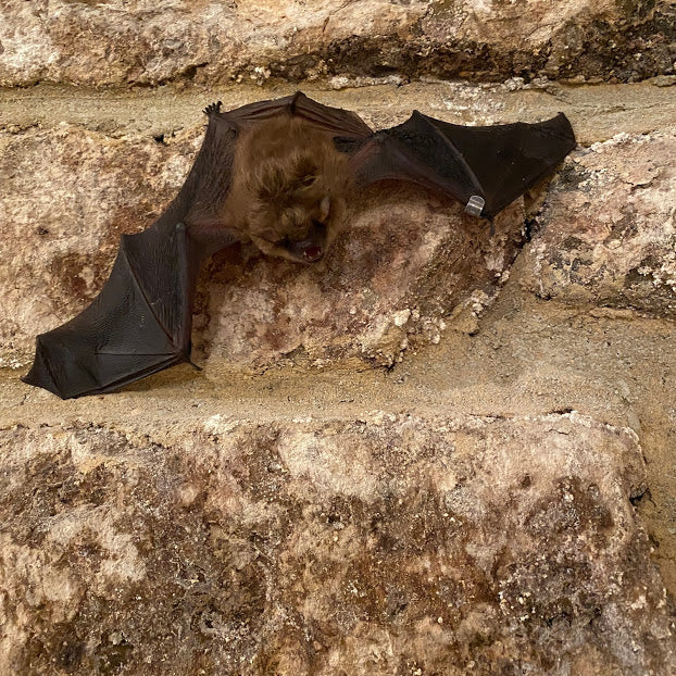 Brewery Bats