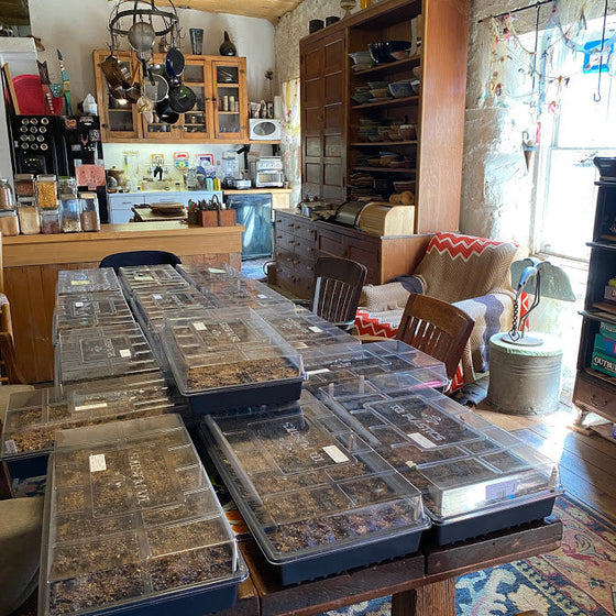 Spring Seedlings + Some Johnston Farming History