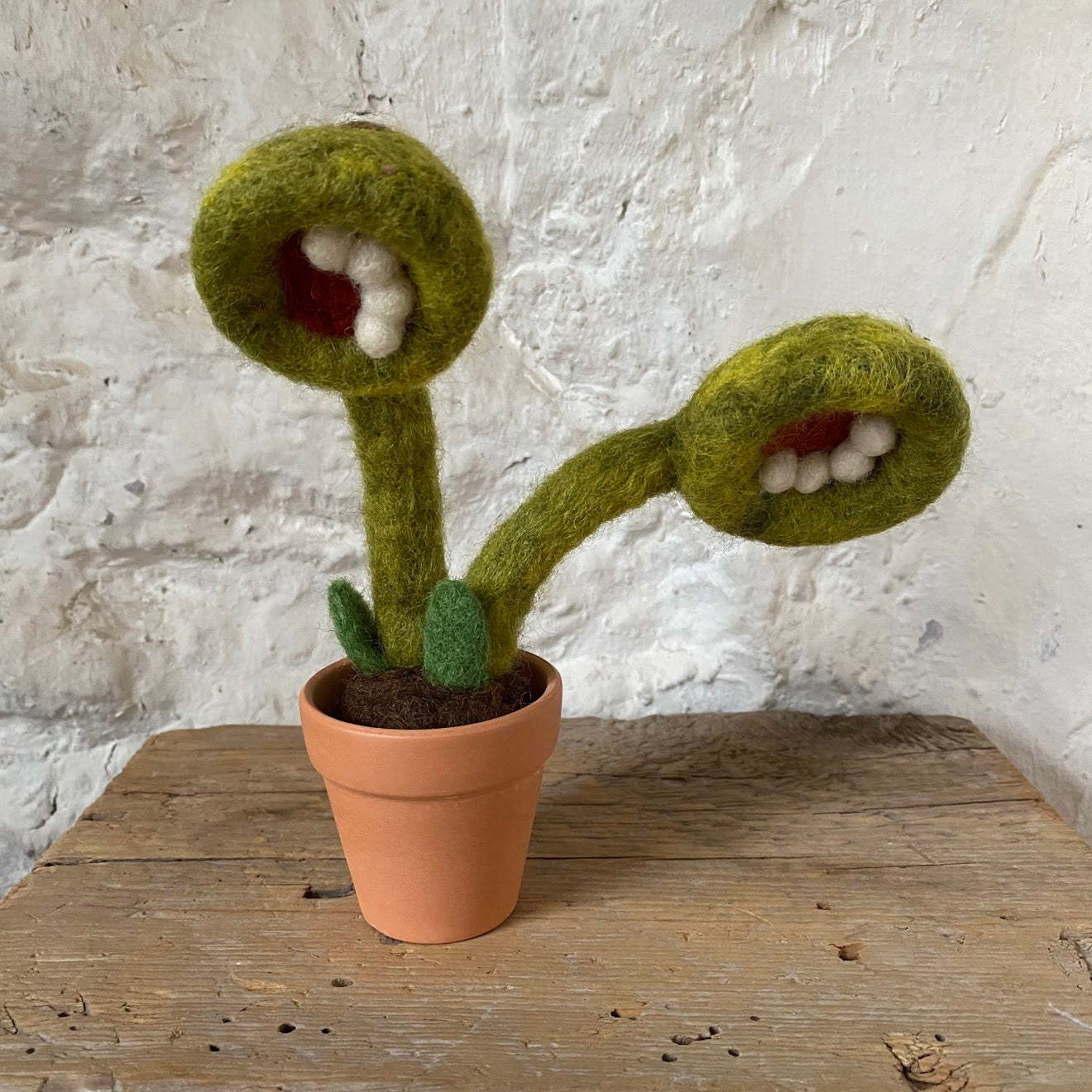 monster pot plants Monster Plant